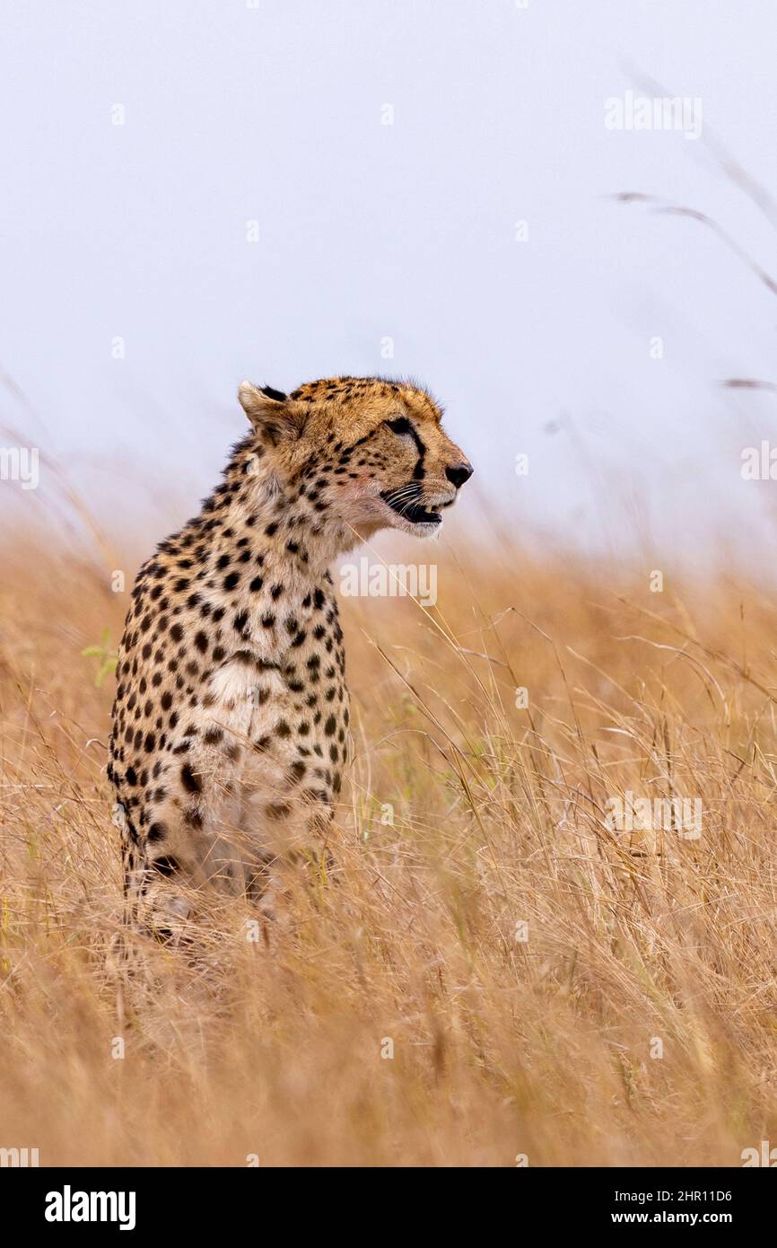 Cheetah (Acinonyx jubatus), adult female walking in the savannah, Masai Mara National Reserve, National Park, Kenya, East Africa Stock Photo