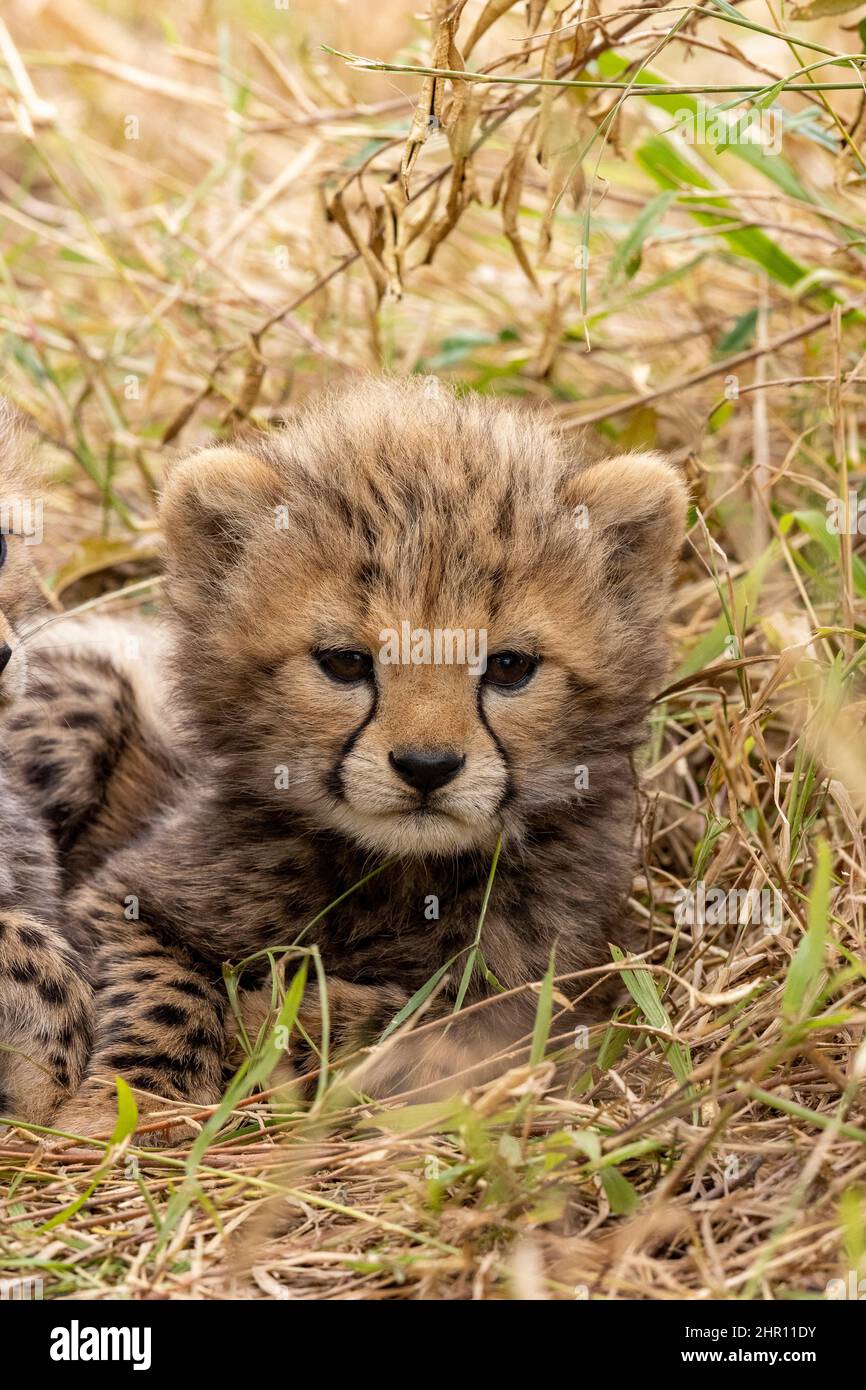 Young Cheetah (Acinonyx jubatus), in the grass, Masai Mara National Reserve, National Park, Kenya, East Africa, Africa Stock Photo