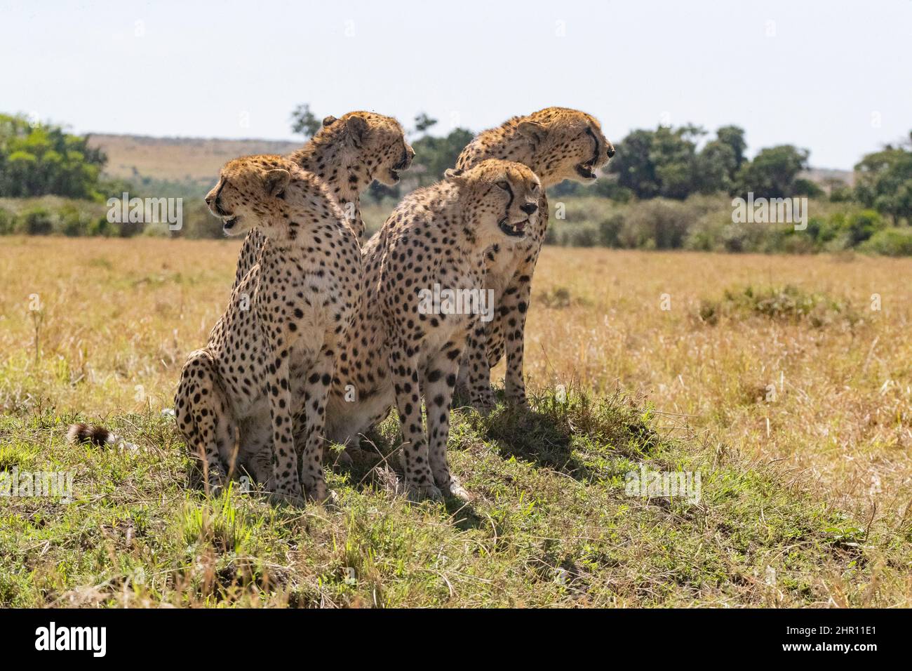 Cheetah (Acinonyx jubatus), group in the savannah, Masai Mara National Reserve, National Park, Kenya, East Africa Stock Photo