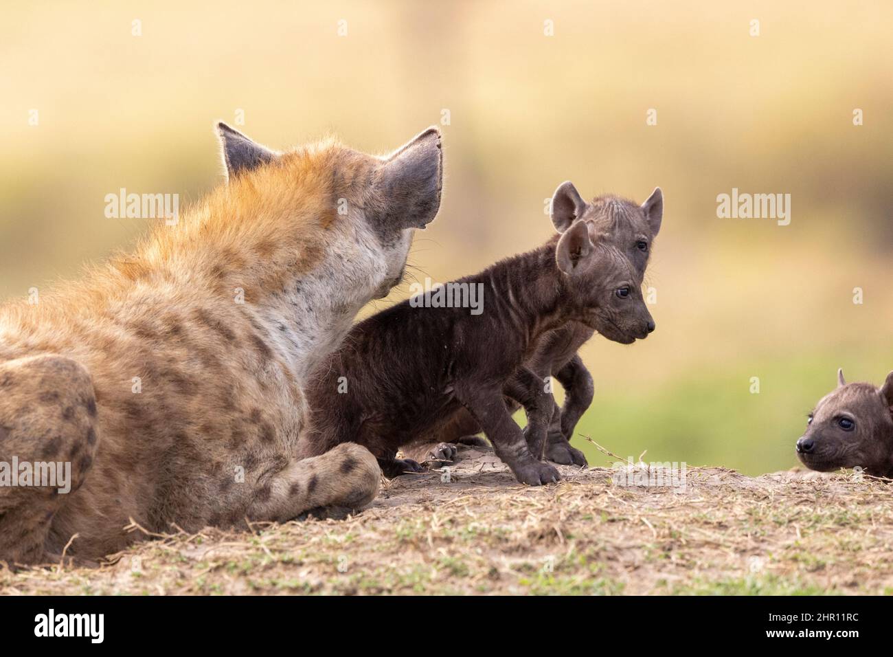 Spotted hyena (Crocuta crocuta), adult and youngs, resting on the ground at the entrance of the den, Masai Mara National Reserve, National Park, Kenya Stock Photo