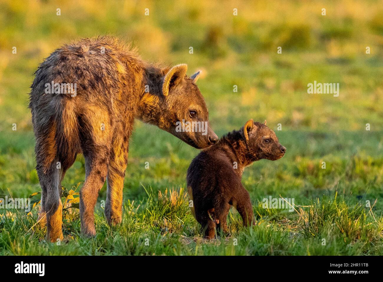 Spotted hyena (Crocuta crocuta), adult and young, at the entrance of the den, Masai Mara National Reserve, National Park, Kenya Stock Photo