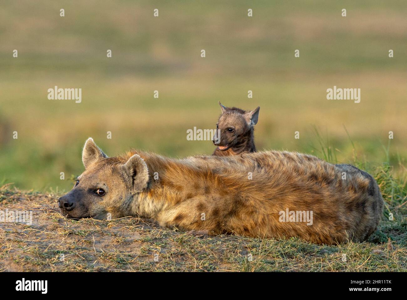 Spotted hyena (Crocuta crocuta), adult and young, resting on the ground at the entrance of the den, Masai Mara National Reserve, National Park, Kenya Stock Photo