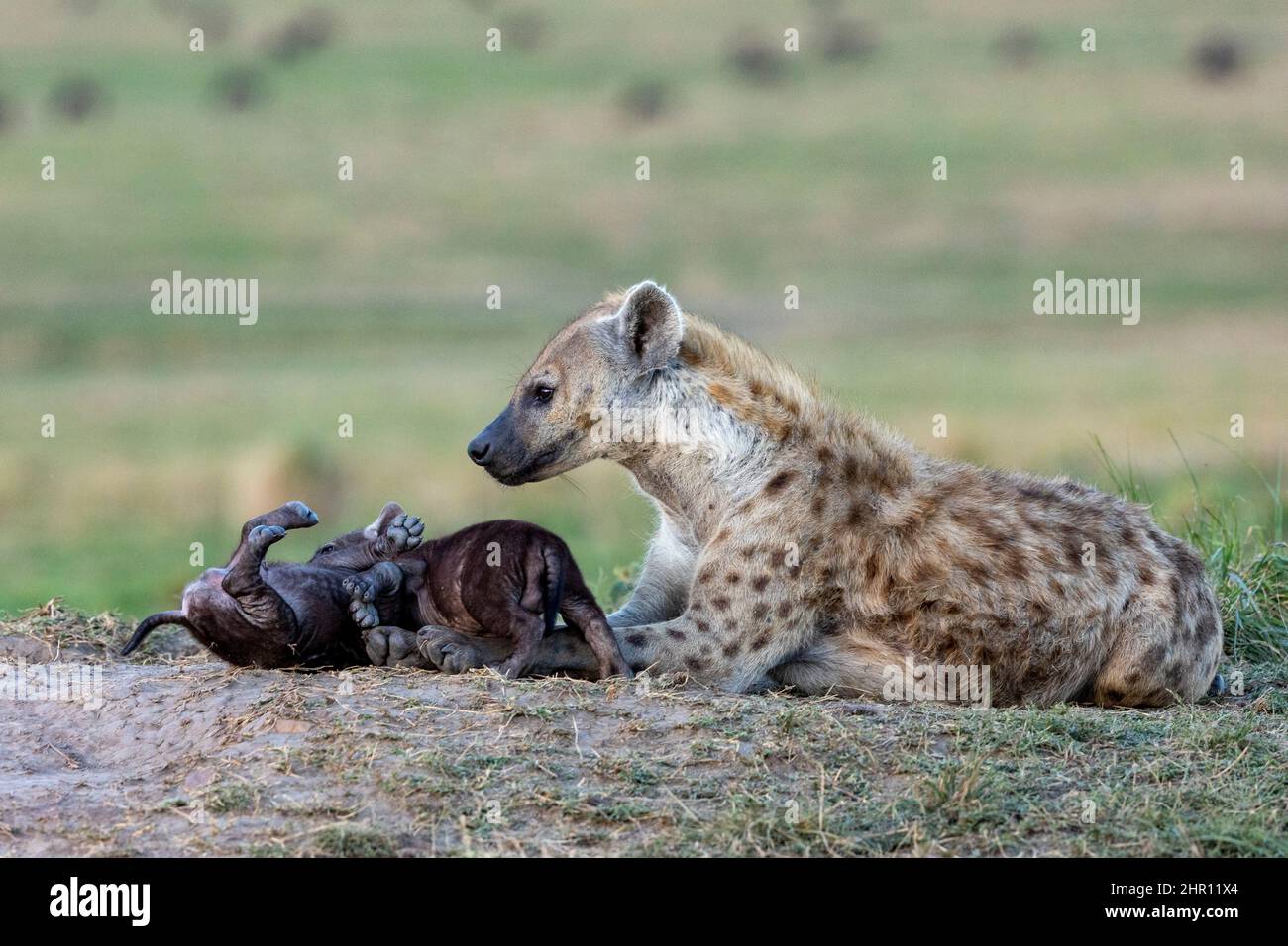 Spotted hyena (Crocuta crocuta), adult and youngs, resting on the ground at the entrance of the den, Masai Mara National Reserve, National Park, Kenya Stock Photo