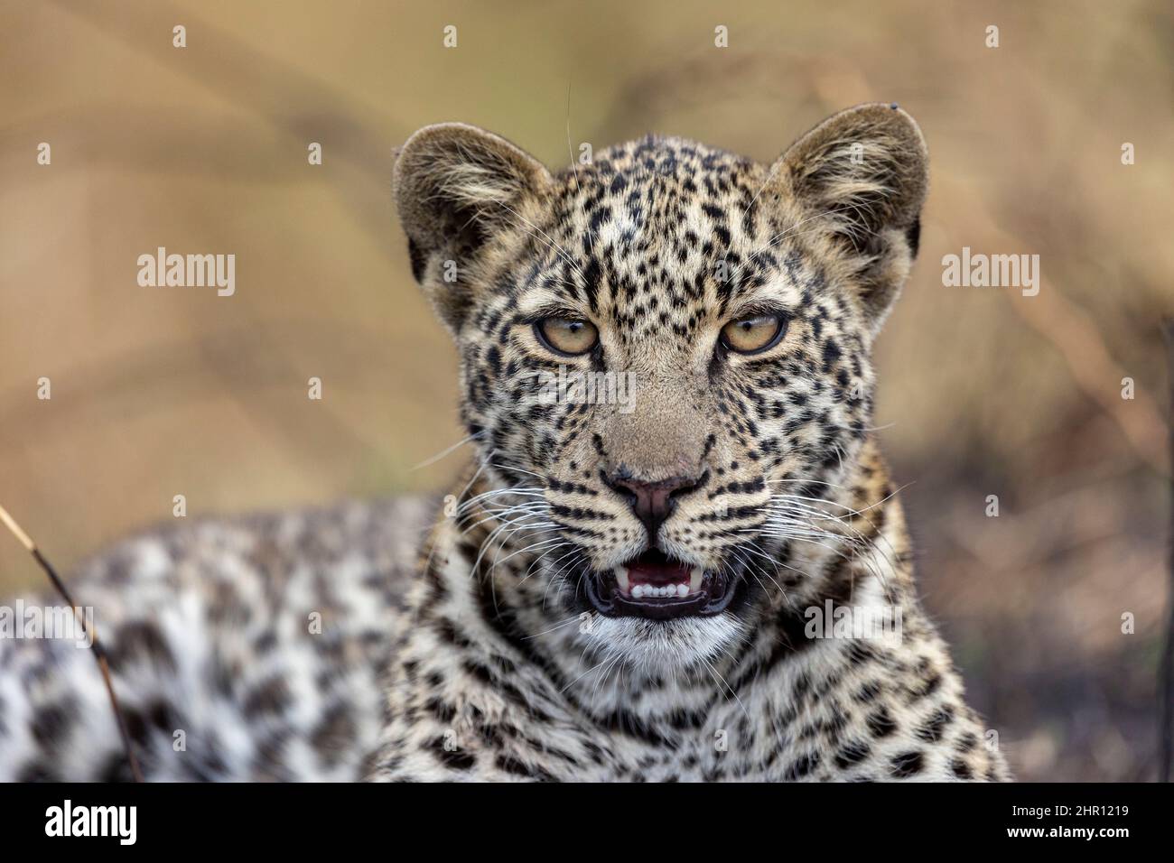 Leopard (Panthera pardus pardus), lying down, Masai Mara National Reserve, National Park, Kenya Stock Photo
