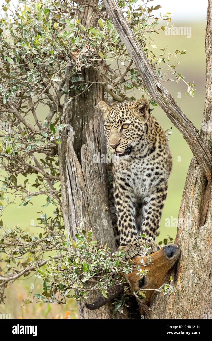 Leopard (Panthera pardus pardus), in a tree where its prey is, Masai Mara National Reserve, National Park, Kenya Stock Photo