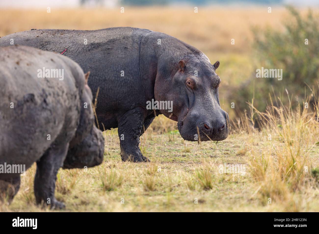 Common Hippo (Hippopotamus amphibius) in the grass, Masai Mara National Reserve, National Park, Kenya Stock Photo