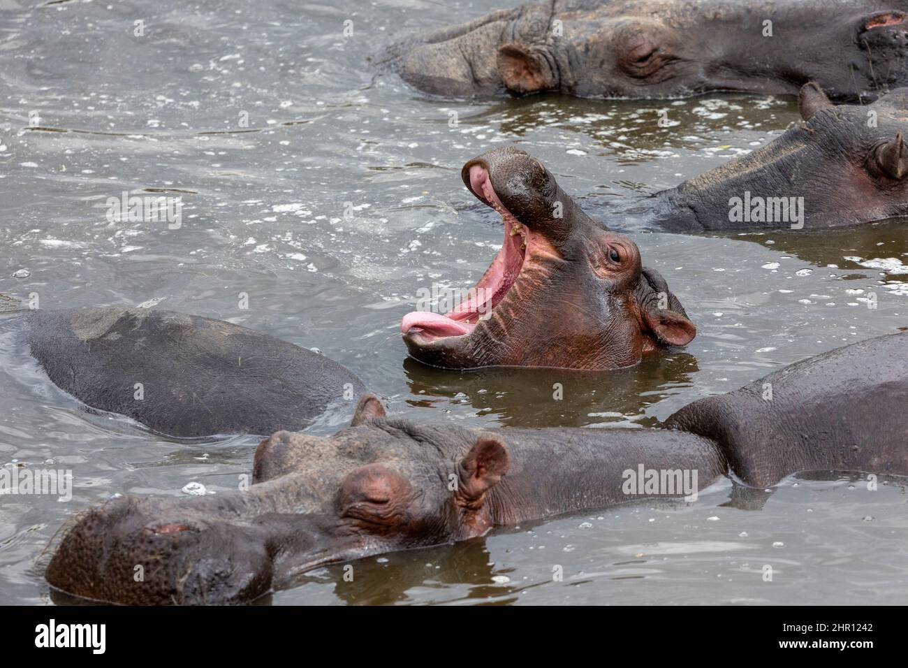 Common Hippo (Hippopotamus amphibius) in the water, Masai Mara National Reserve, National Park, Kenya Stock Photo