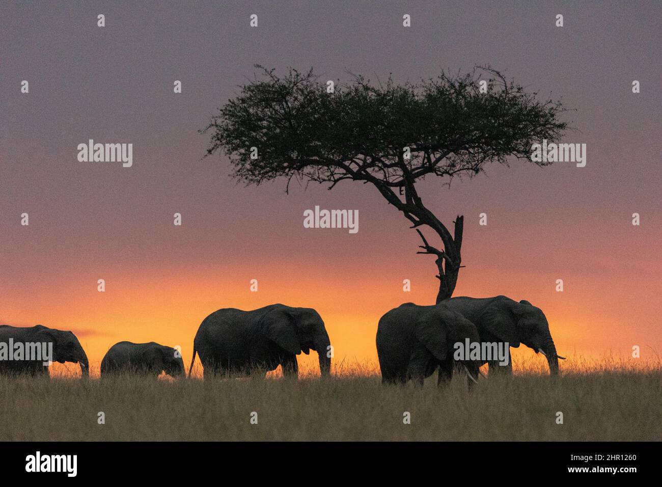 African Savannah Elephants or Savannah Elephants (Loxodonta africana), moves in the savannah at sunset, Masai Mara National Reserve, National Park, Ke Stock Photo