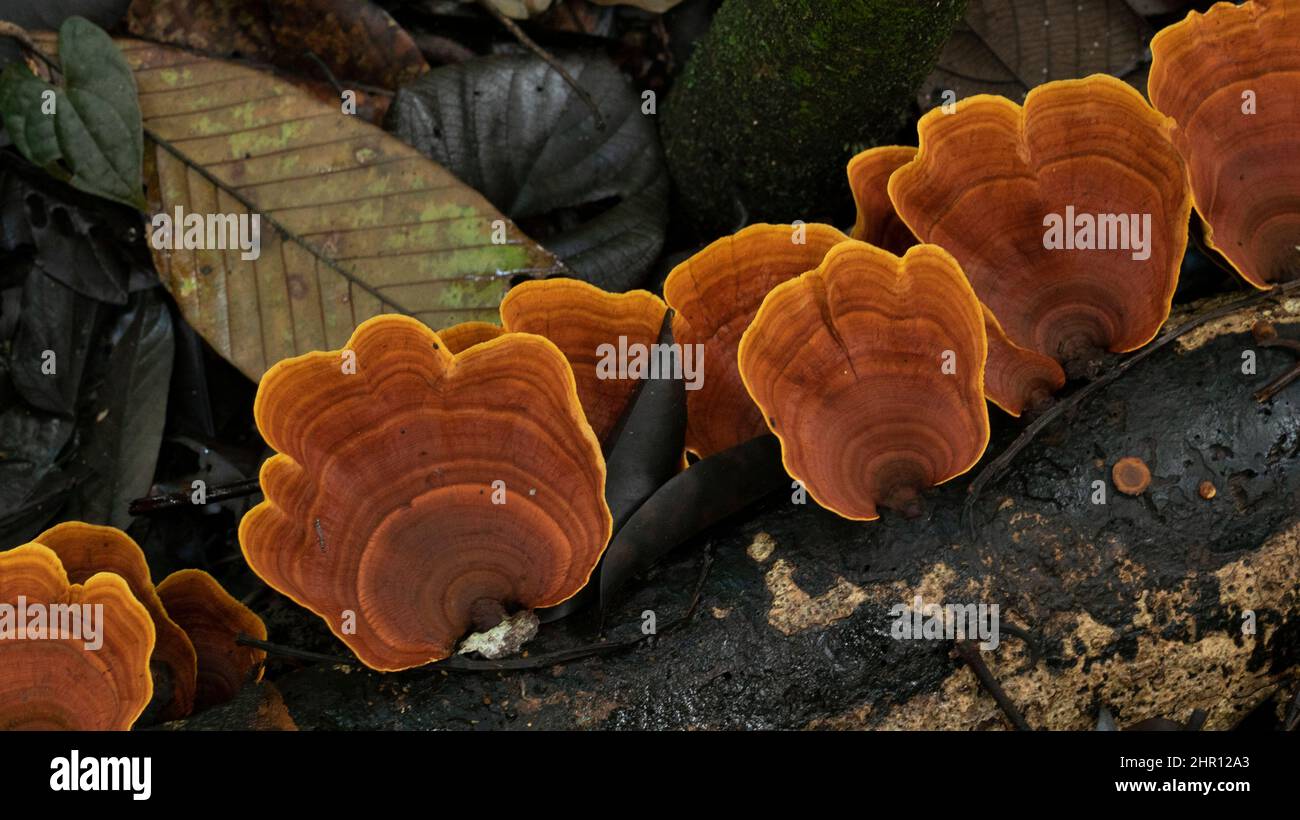 Bracket fungus on wood, Lamin Guntur Eco park, East Kalimantan, indonesia Stock Photo