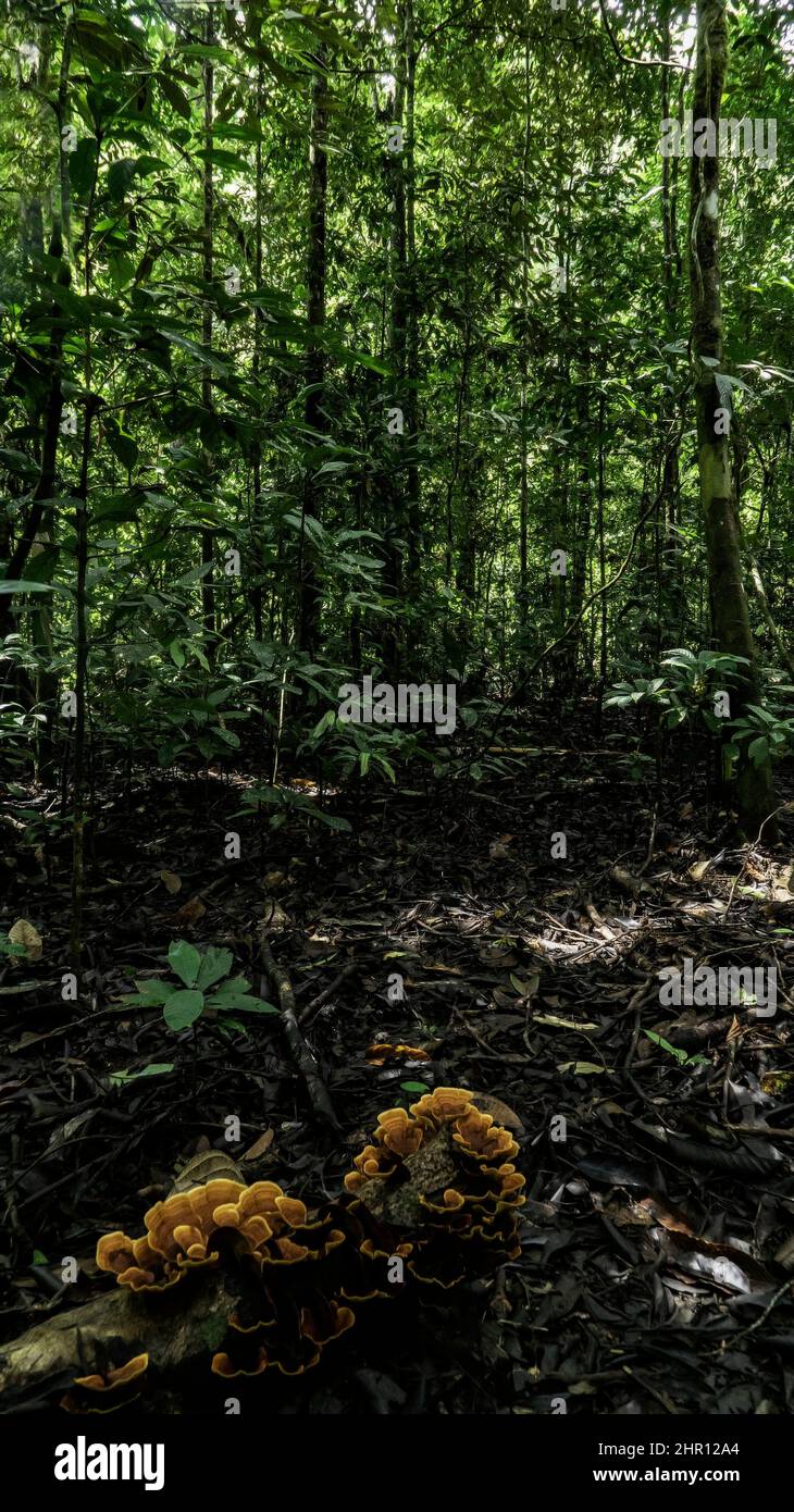 Bracket fungus on wood undergrowth, Lamin Guntur Eco park, East Kalimantan, indonesia Stock Photo
