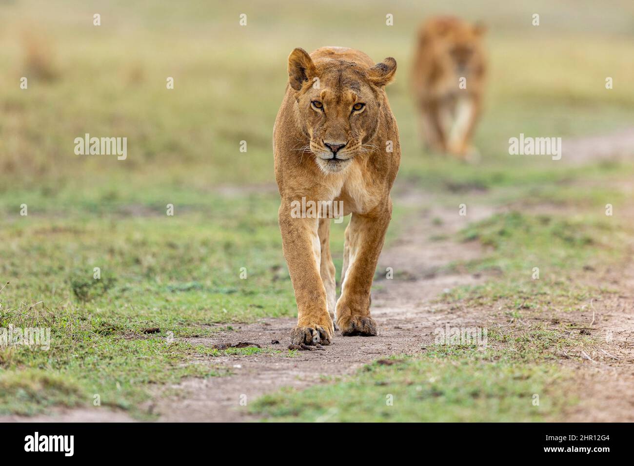 Lion (Panthera leo) lioness walking in savanna, Masai Mara National Reserve, National Park, Kenya Stock Photo