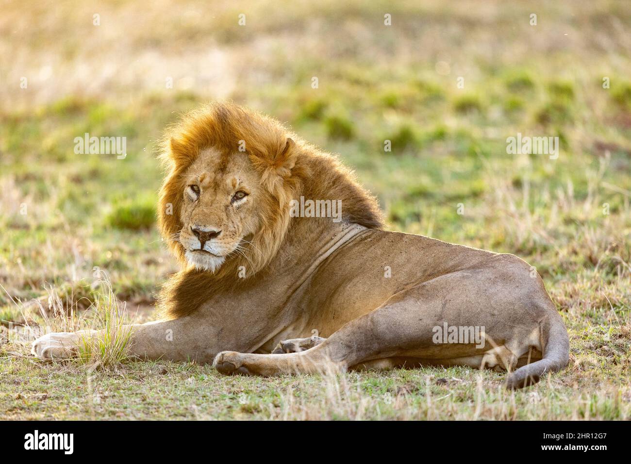 Lion (Panthera leo) male in grass, Masai Mara National Reserve, National Park, Kenya Stock Photo