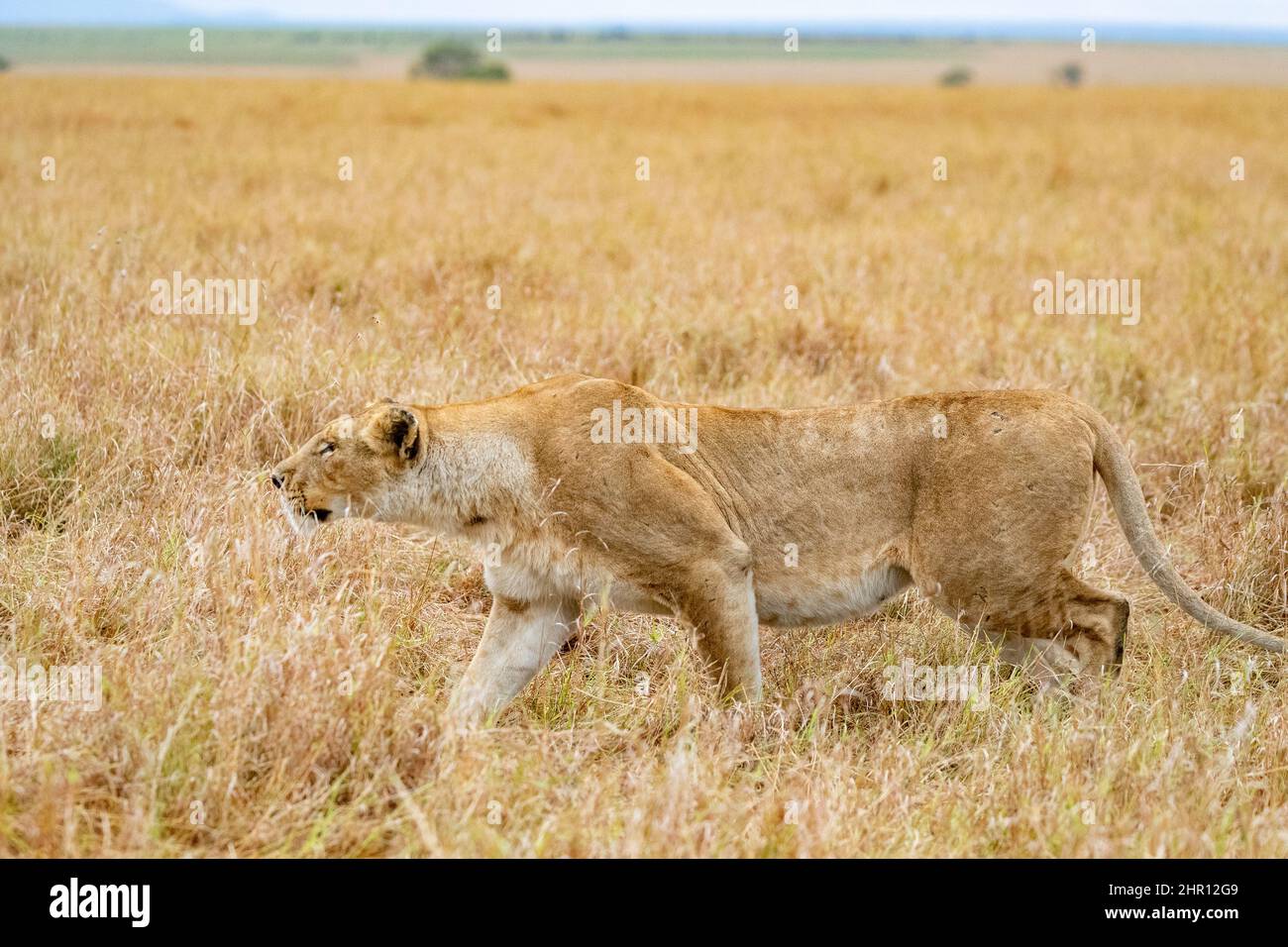 Lion (Panthera leo) lioness walking in savanna, beginning of hunting, stalking, Masai Mara National Reserve, National Park, Kenya Stock Photo