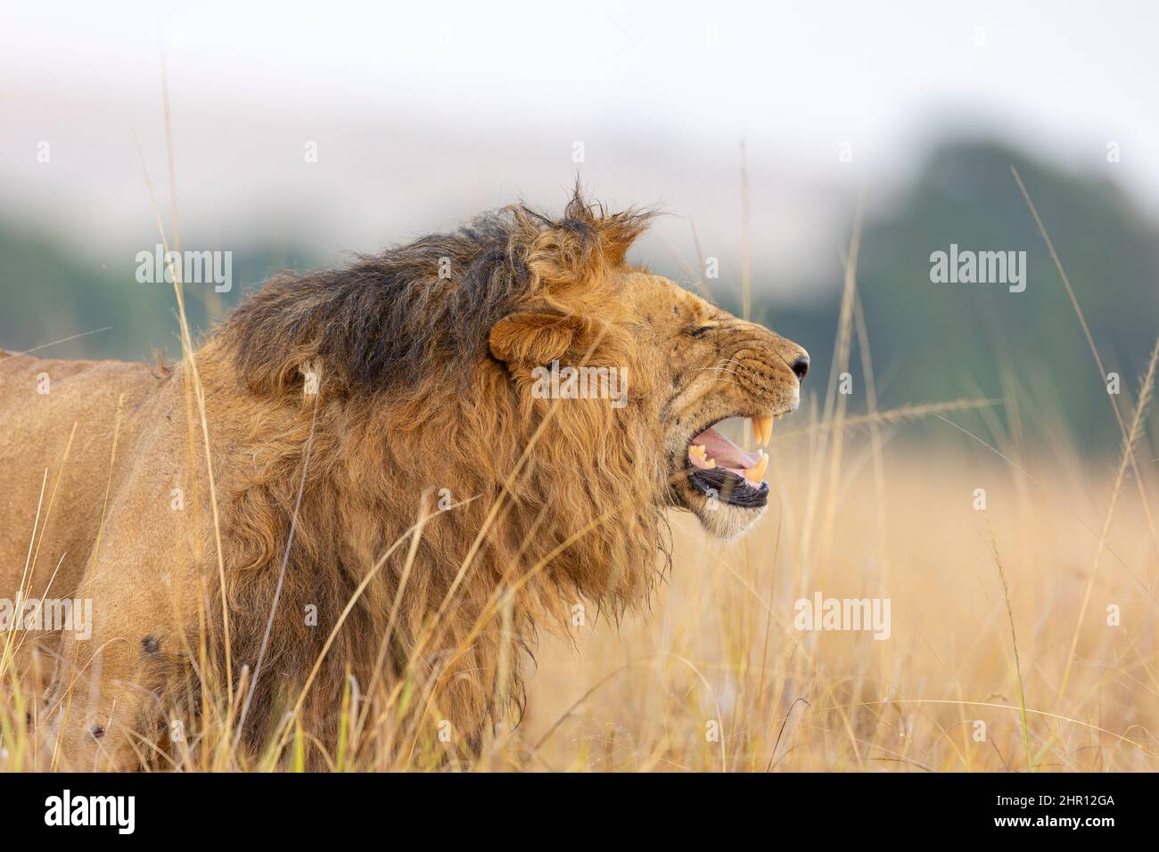 Lion (Panthera leo) Flehmen reaction, Masai Mara National Reserve, National Park, Kenya Stock Photo