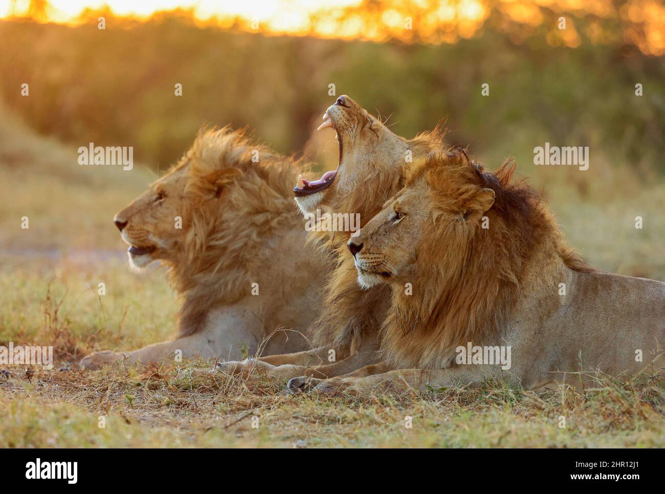 Lion (Panthera leo) brother lying in grass at sunrise, Masai Mara National Reserve, National Park, Kenya Stock Photo