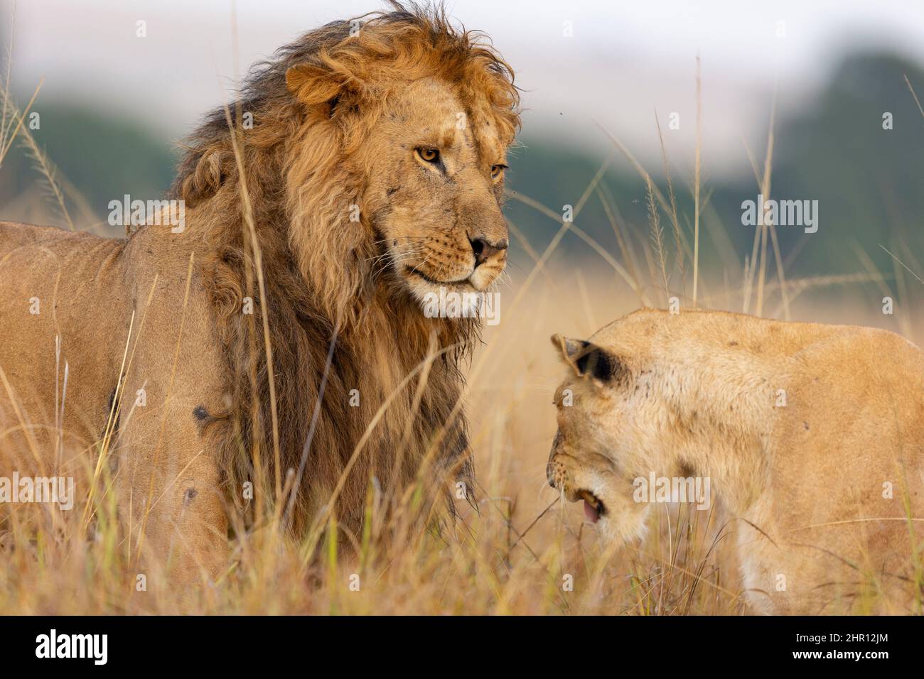 Lion (Panthera leo) beginning of the mating in the savannah, Masai Mara National Reserve, National Park, Kenya Stock Photo