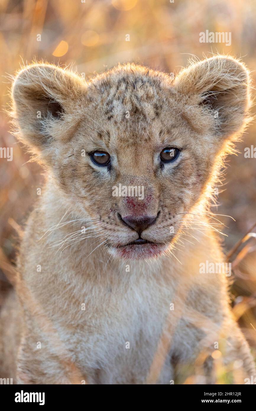 Lion (Panthera leo) cub in savanna, Masai Mara National Reserve, National Park, Kenya Stock Photo