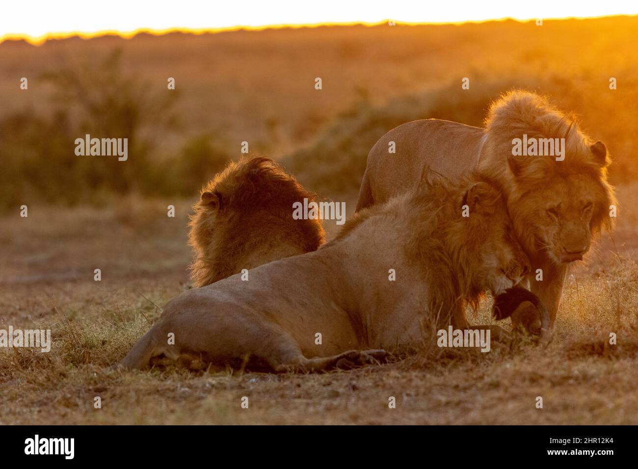 Lion (Panthera leo) brother grooming in grass at sunrise, Masai Mara National Reserve, National Park, Kenya Stock Photo