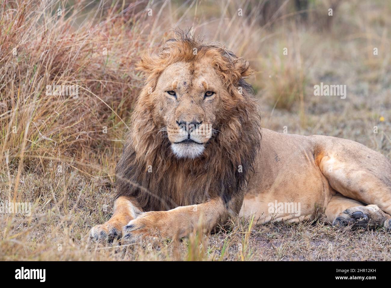 Lion (Panthera leo) male in grass, Masai Mara National Reserve, National Park, Kenya Stock Photo