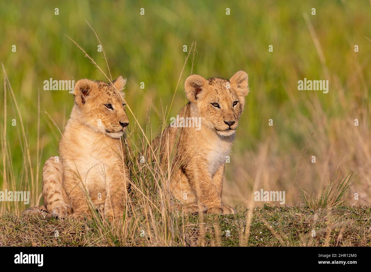 Lion (Panthera leo) cubs playing in savanna, Masai Mara National Reserve, National Park, Kenya Stock Photo