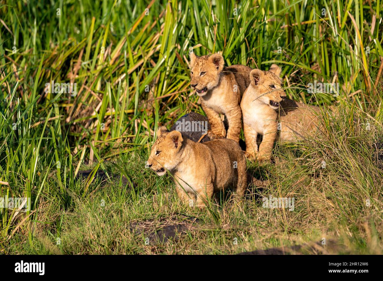 Lion (Panthera leo) curious cubs in savanna, Masai Mara National Reserve, National Park, Kenya Stock Photo