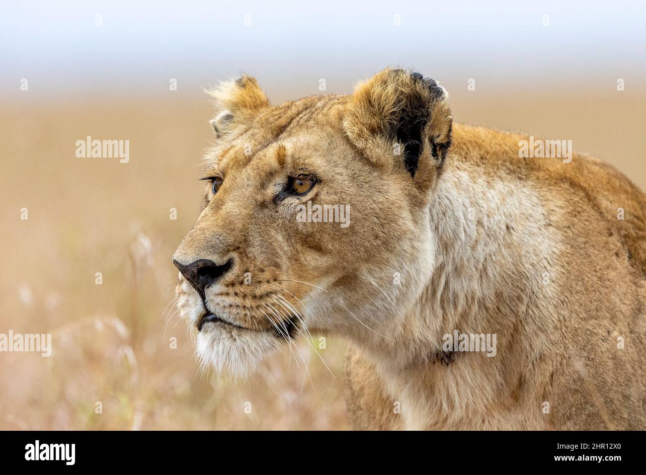 Lion (Panthera leo) lioness, stalking, Masai Mara National Reserve, National Park, Kenya Stock Photo
