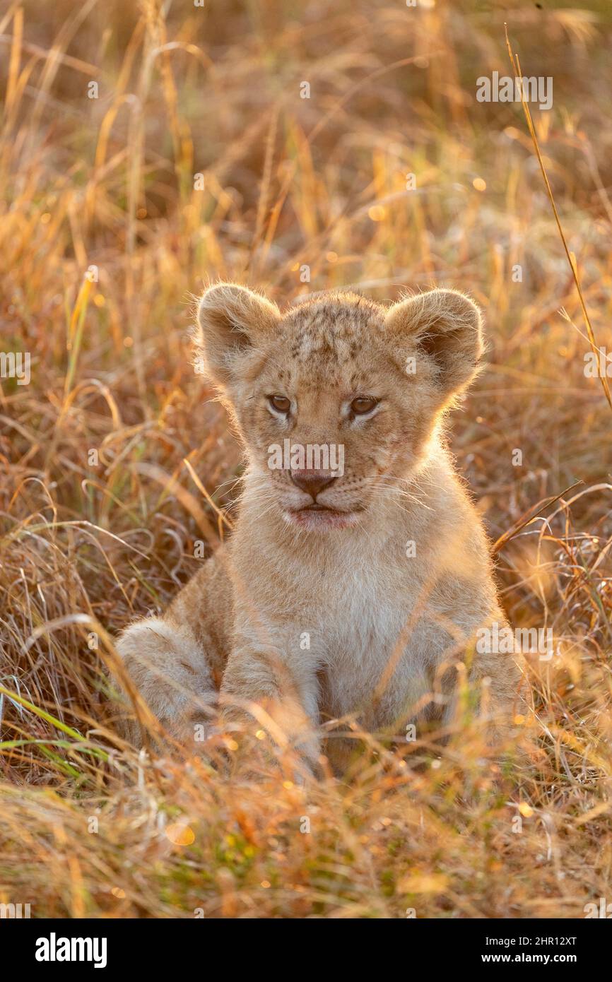 Lion (Panthera leo) cub in savanna, Masai Mara National Reserve, National Park, Kenya Stock Photo
