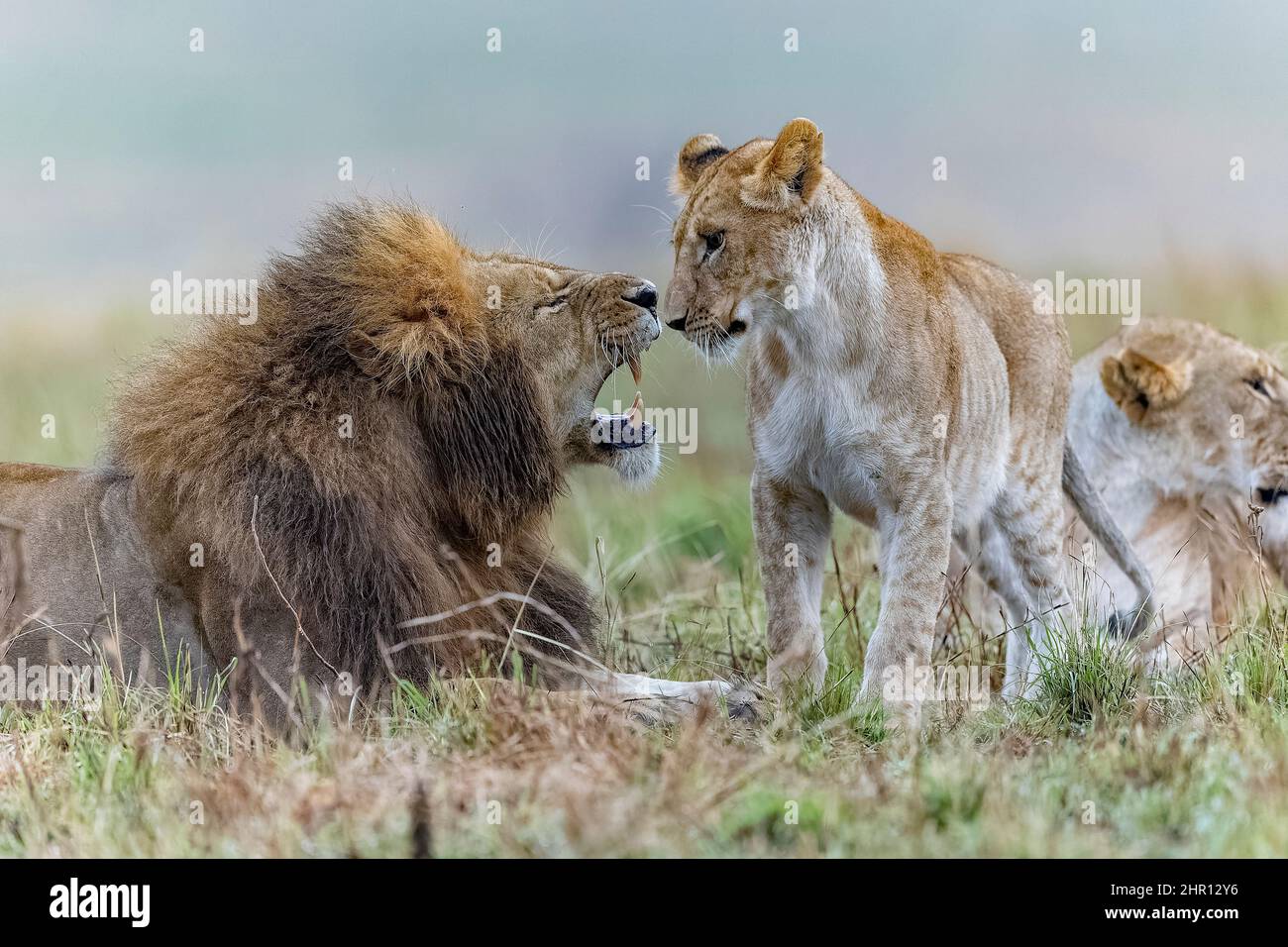 Lion (Panthera leo) family in savanna, Masai Mara National Reserve, National Park, Kenya Stock Photo