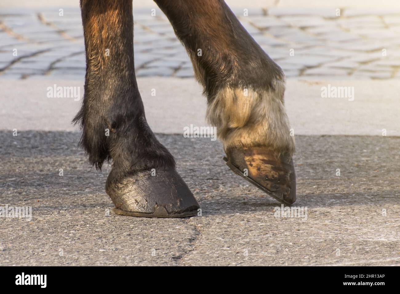 Two legs of a horse's hoof, one leg raised above the surface Stock
