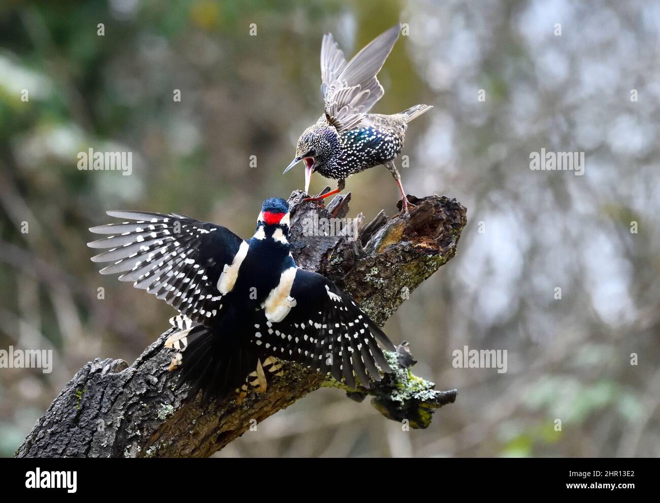 European Starling (Sturnus vulgaris) nagging with a Spotted Woodpecker (Drendrocopos major), Vosges du Nord Regional Nature Park, France Stock Photo