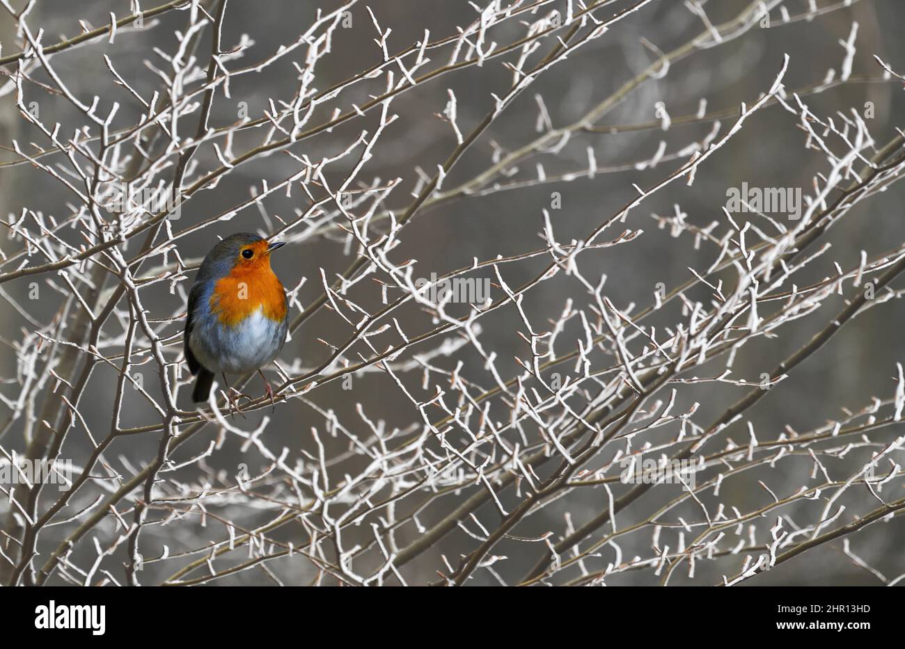 European robin (Erithacus rubecula) on frosted branches, Vosges du Nord Regional Nature Park, France Stock Photo
