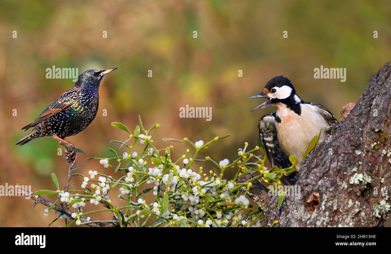 Spotted Woodpecker (Drendrocopos major) nagging with a European Starling (Sturnus vulgaris), Vosges du Nord Regional Nature Park, France Stock Photo