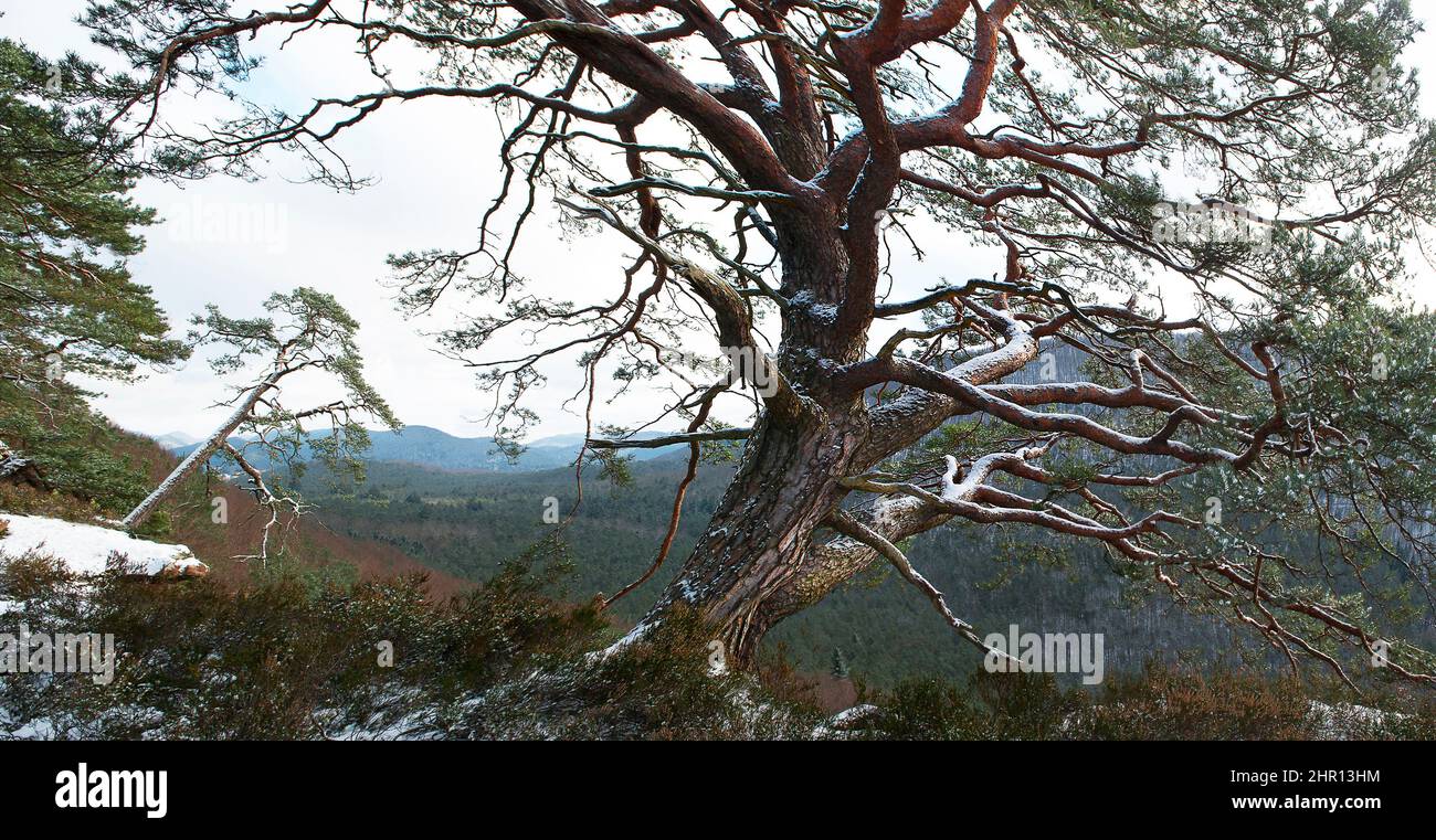 Scotch pine (Pinus sylvestris) on sandstone slabs, Falkenberg, Vosges du Nord Regional Nature Park, France Stock Photo