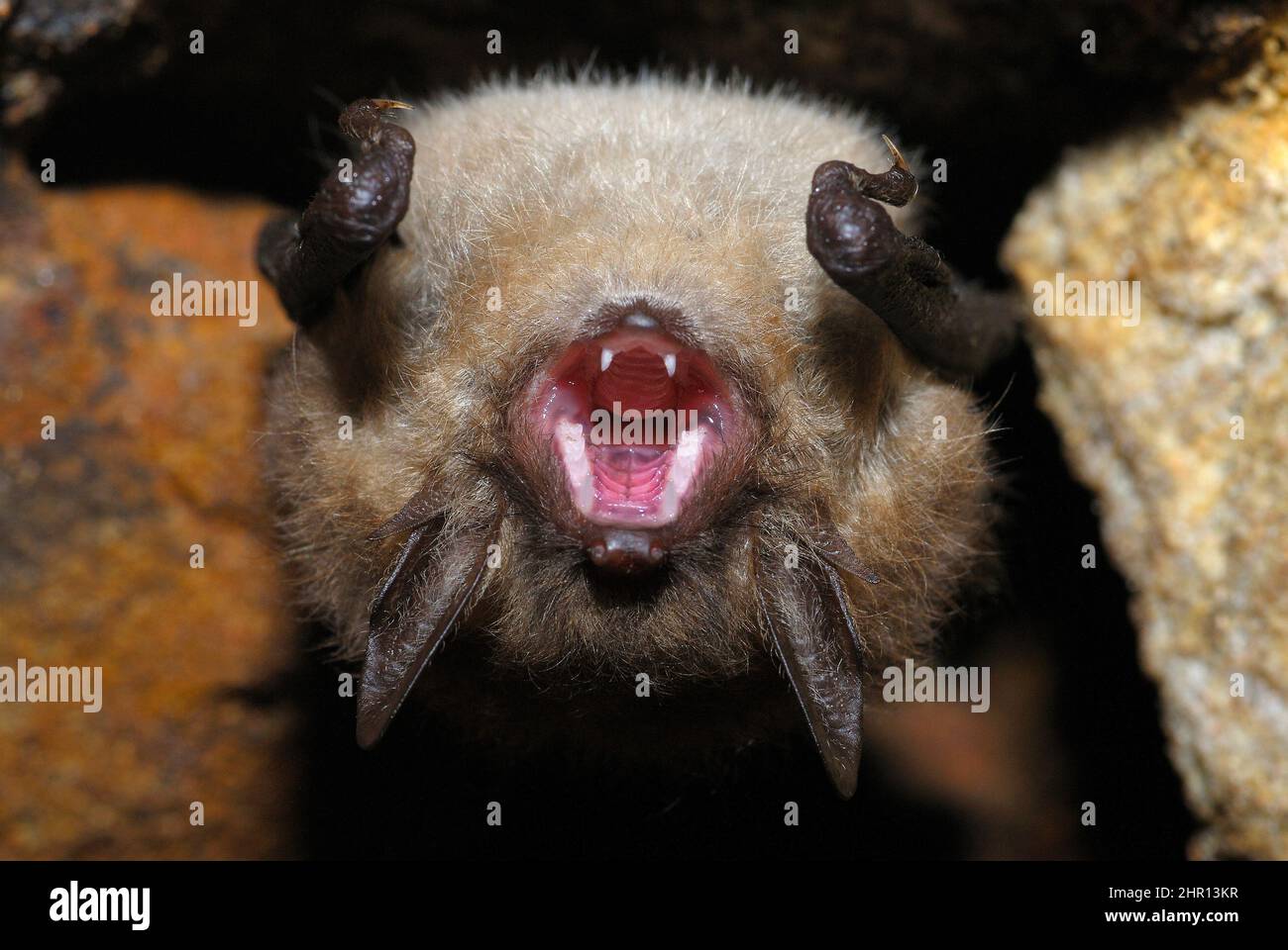 Geoffroy's bat (Myotis emarginatus) opening its mouth, Vosges du Nord Regional Nature Park, France Stock Photo