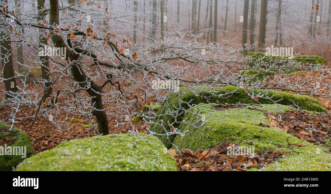 Northern Vosges frosted forest, Northern Vosges Regional Nature Park, France Stock Photo