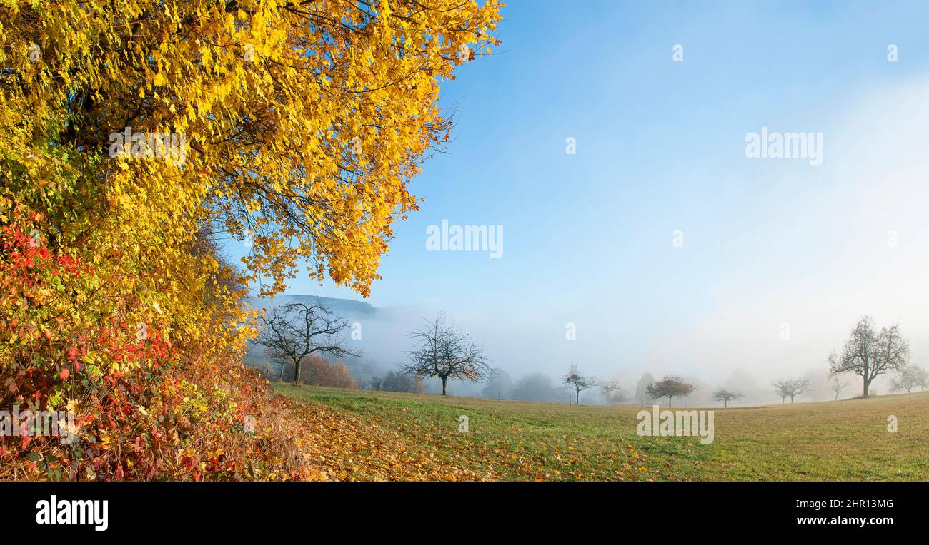 Hedge and orchard in autumn, Vosges du Nord Regional Nature Park, France Stock Photo