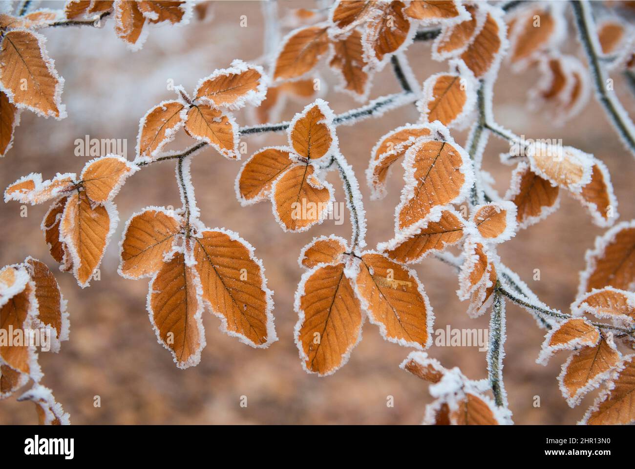 Frosted beech leaves (Fagus silvatica), Vosges du Nord Regional Nature Park, France Stock Photo