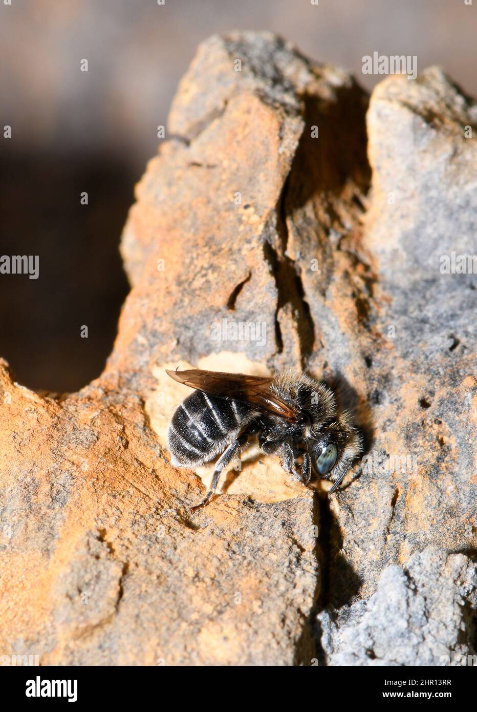 Mason Bee (Osmia ravouxi) Female building the closure of her egg-laying gallery, Vosges du Nord Regional Nature Park, France Stock Photo