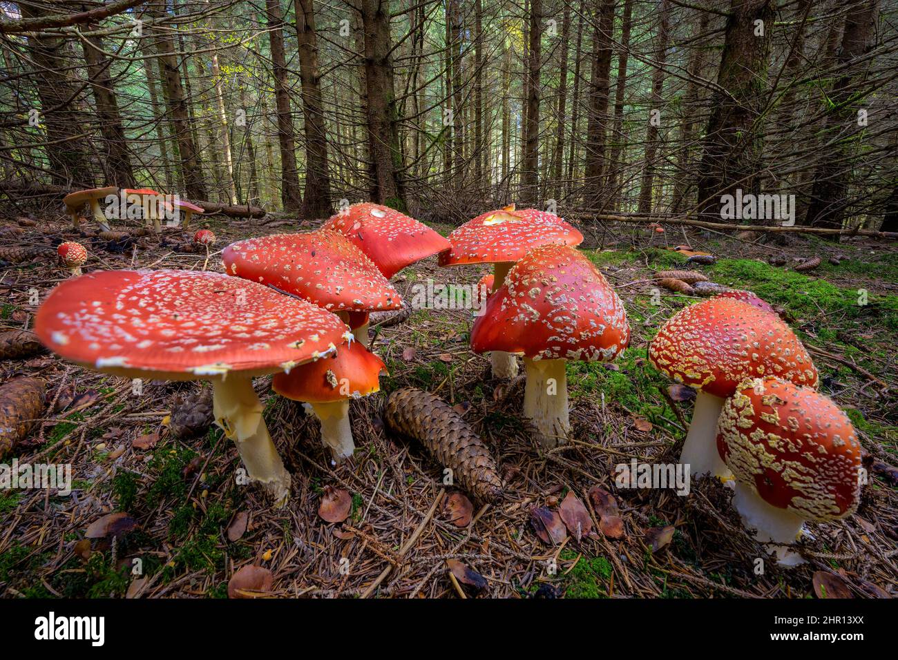 Fly agarics(Amanita muscaria) in the undergrowth of a spruce forest, Jura, France Stock Photo