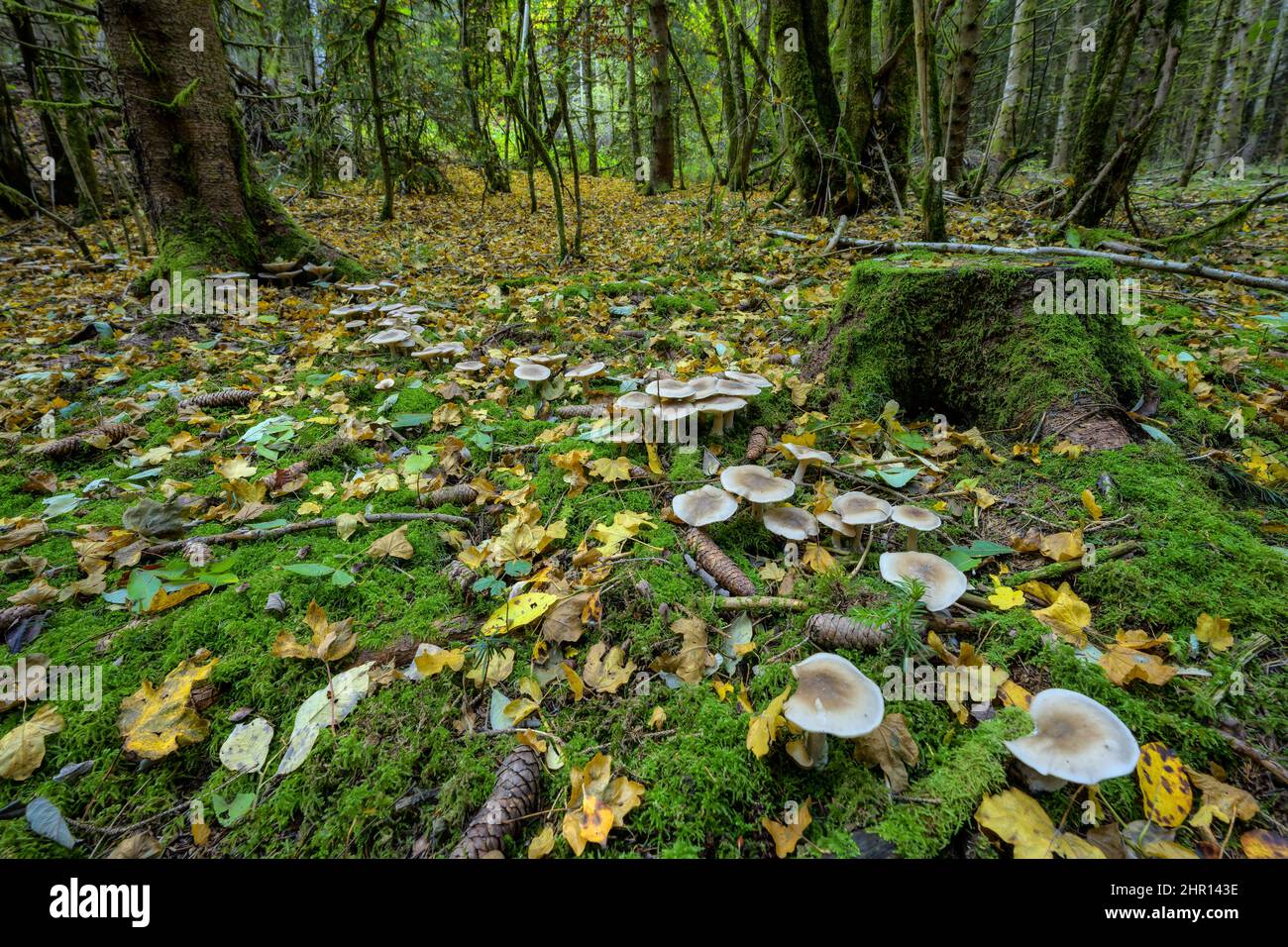 Clouded Funnel Cap (Clitocybe nebularis) in a mountain forest, Jura, France Stock Photo