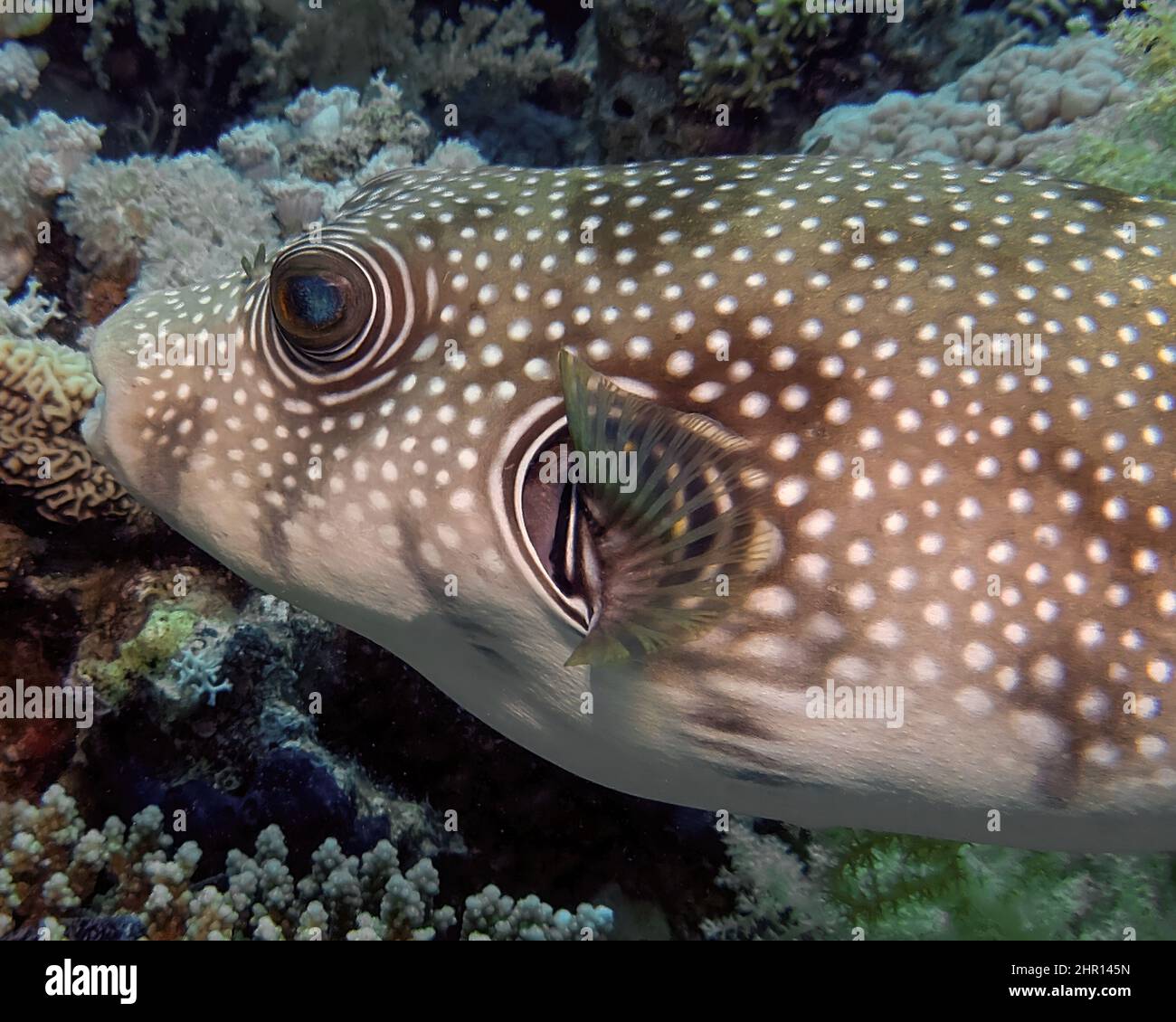 White-spotted Puffer (Arothron hispidus) in the Red Sea, Egypt Stock Photo