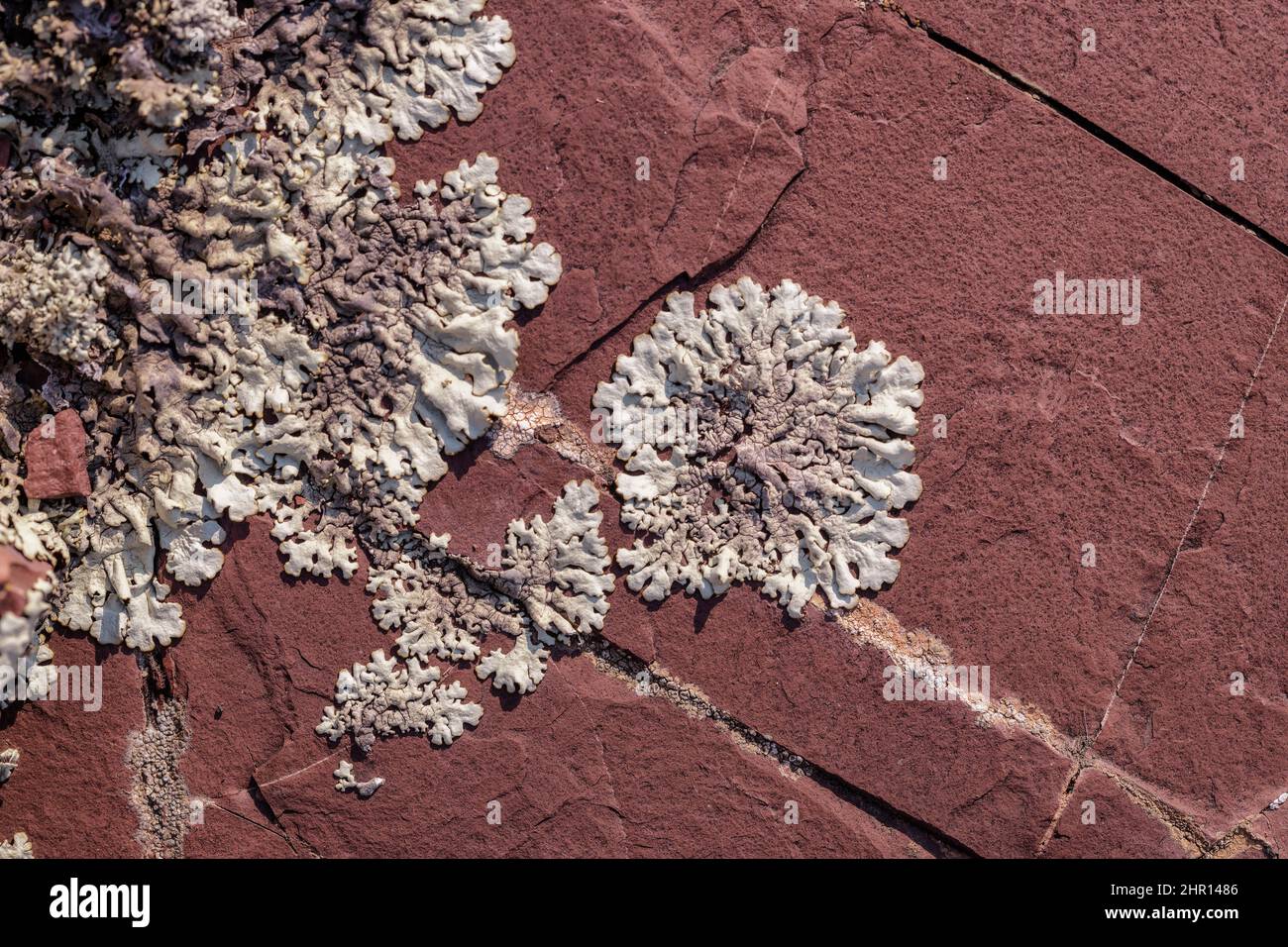 Foliose lichens (Xanthoparmelia stenophylla) on red pelites, Gorges de Daluis, Southern Alps, France Stock Photo