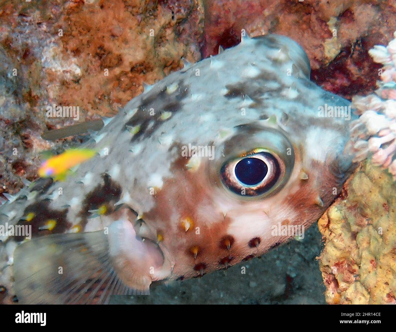A Yellow-spotted Burrfish (Cyclichthys spilostylus) in the Red Sea Stock Photo