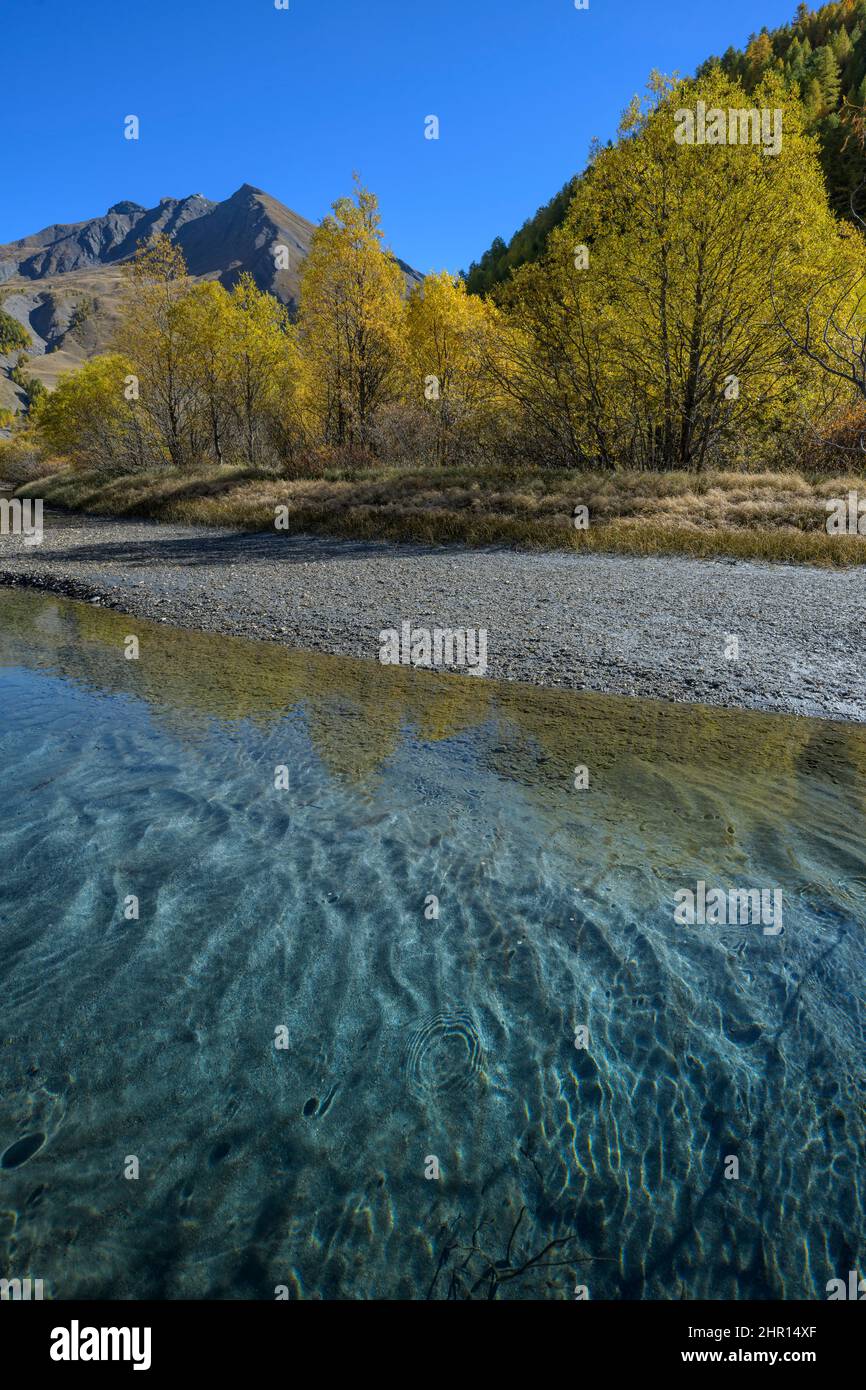 The Ubaye River at Plan de Parouart in autumn, laurel willows in autumn foliage and mica-rich sediments, Maljasset Valley, Haute Ubaye, Alpes de Haute Stock Photo