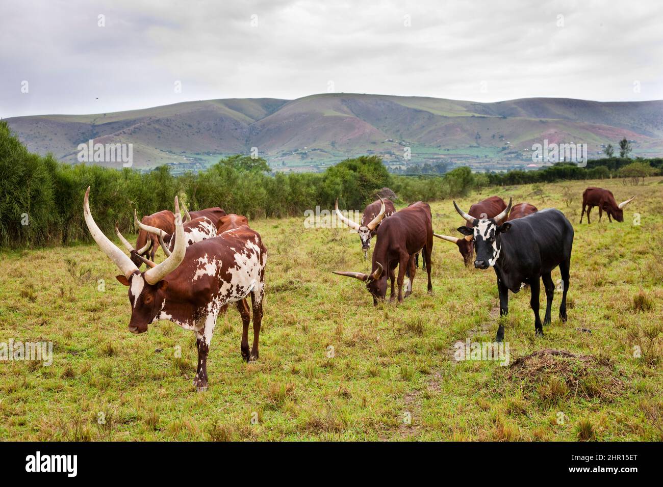 AnkoleWatusi cattle. It is an old african breed famous for its long