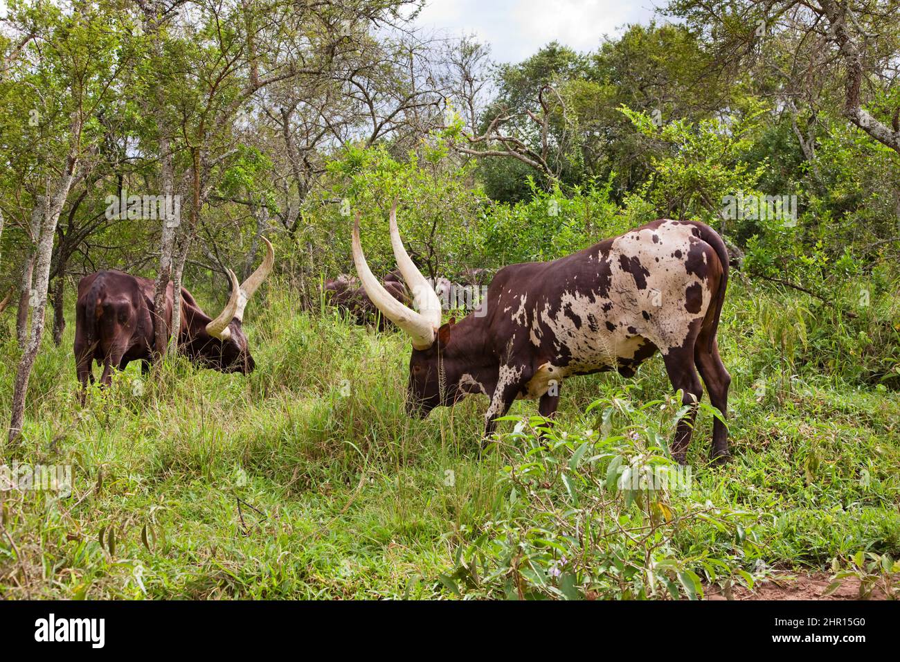 AnkoleWatusi cattle. It is an old african breed famous for its long