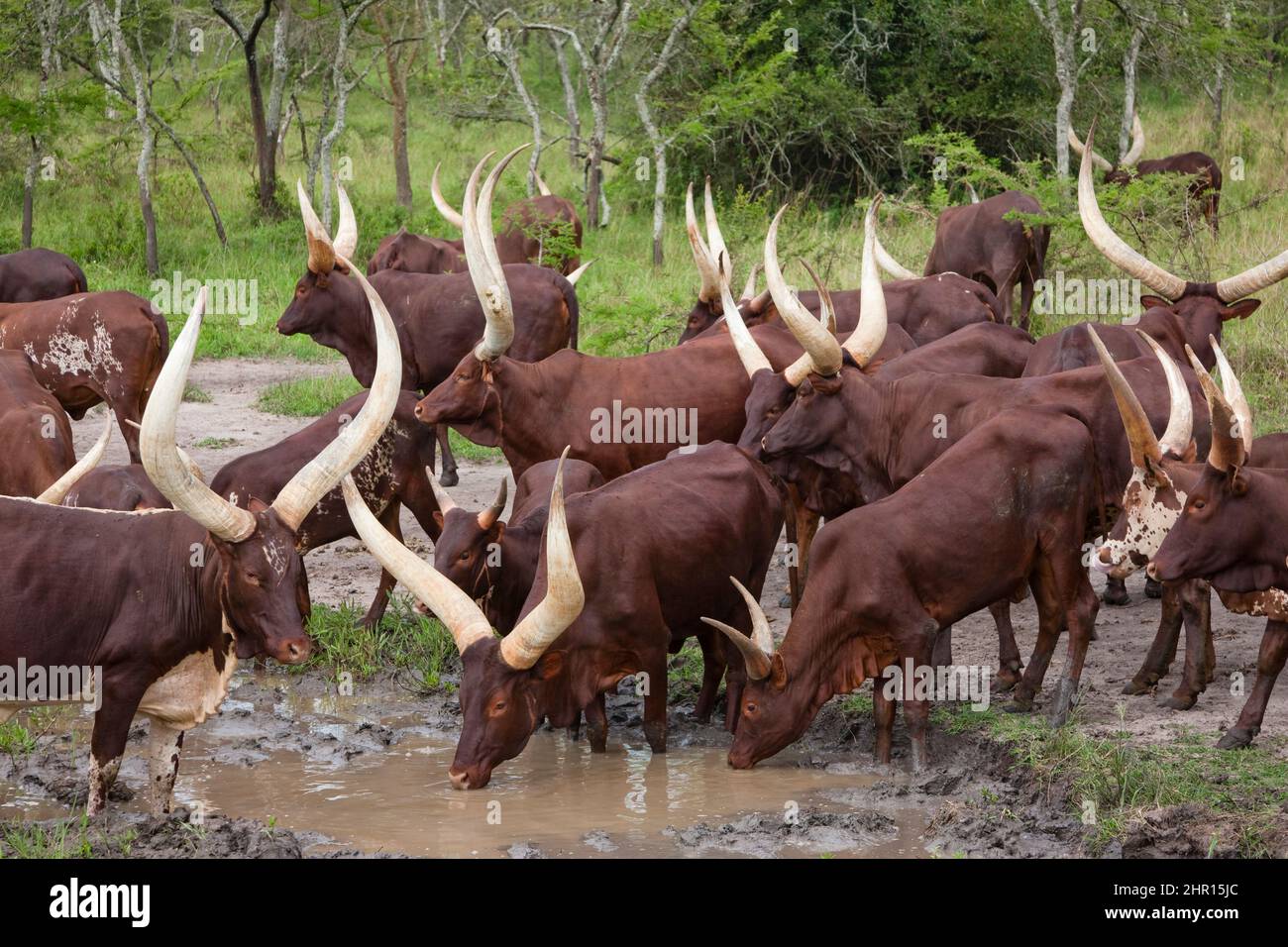 AnkoleWatusi cattle. It is an old african breed famous for its long