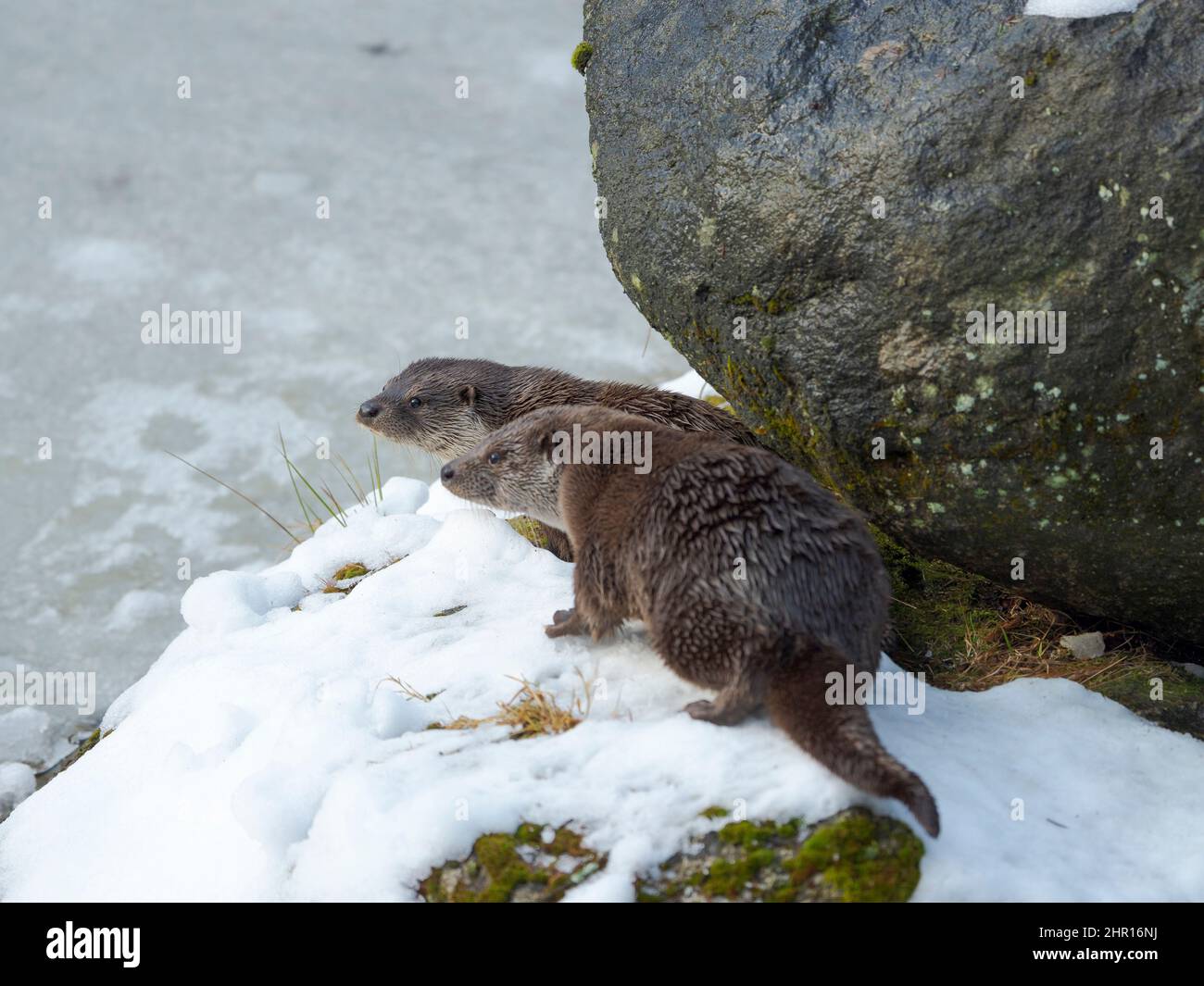 Eurasian Otter (Lutra lutra) during winter, beginning of the mating
