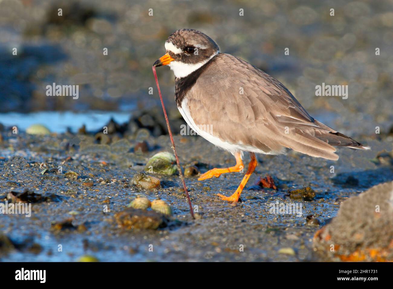 Common Ringed Plover (Charadrius hiaticula) pre-nuptial wintering male digging out an arenicolous worm on the foreshore at low tide, Finistere, Britta Stock Photo