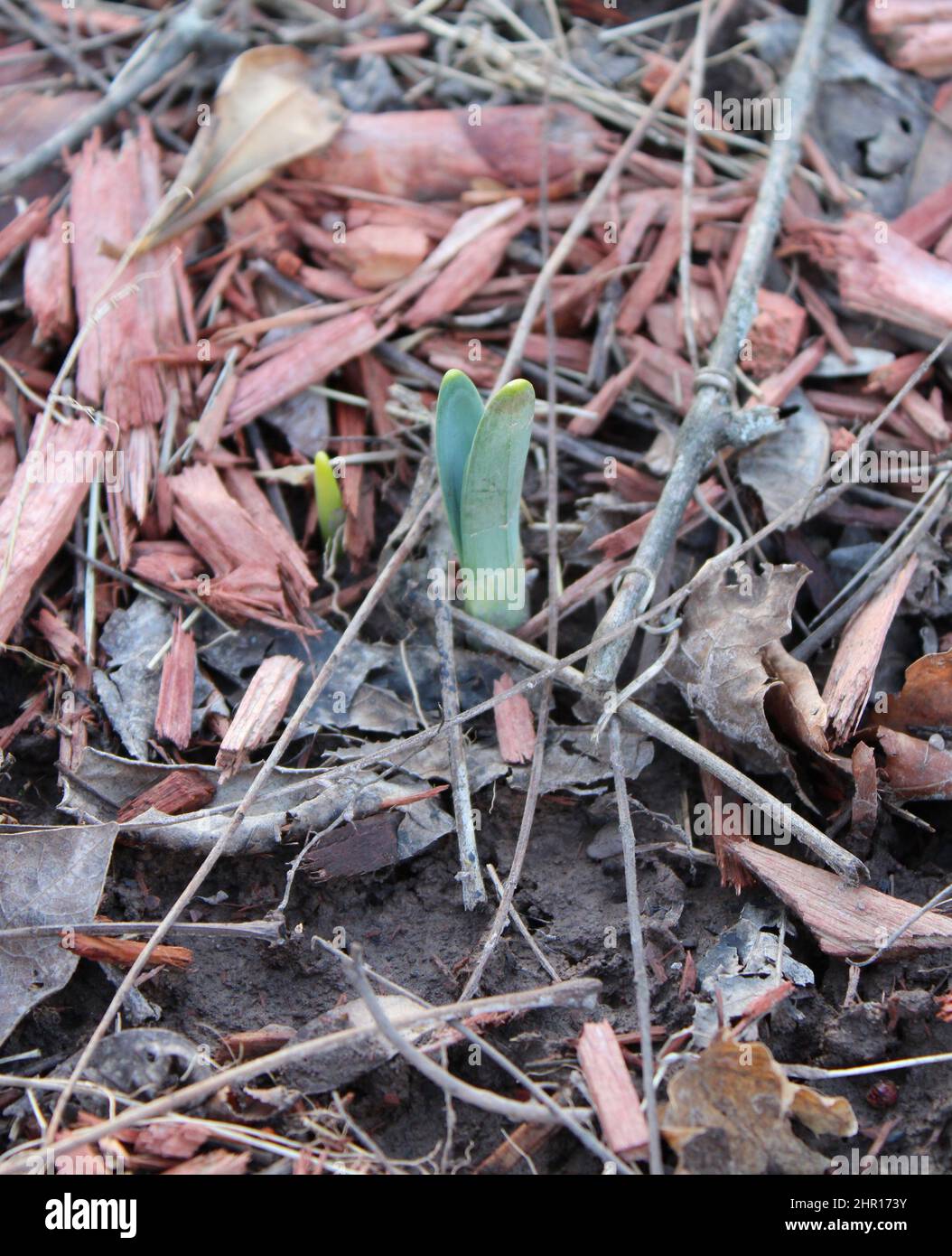 A Daffodil Bulb Sprouting from the Ground in February Stock Photo Alamy